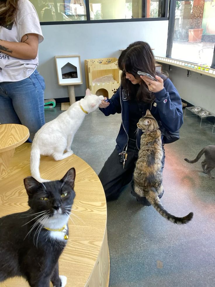 Cats with customer